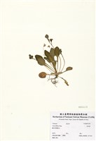 藏品(茶匙黃)的圖片